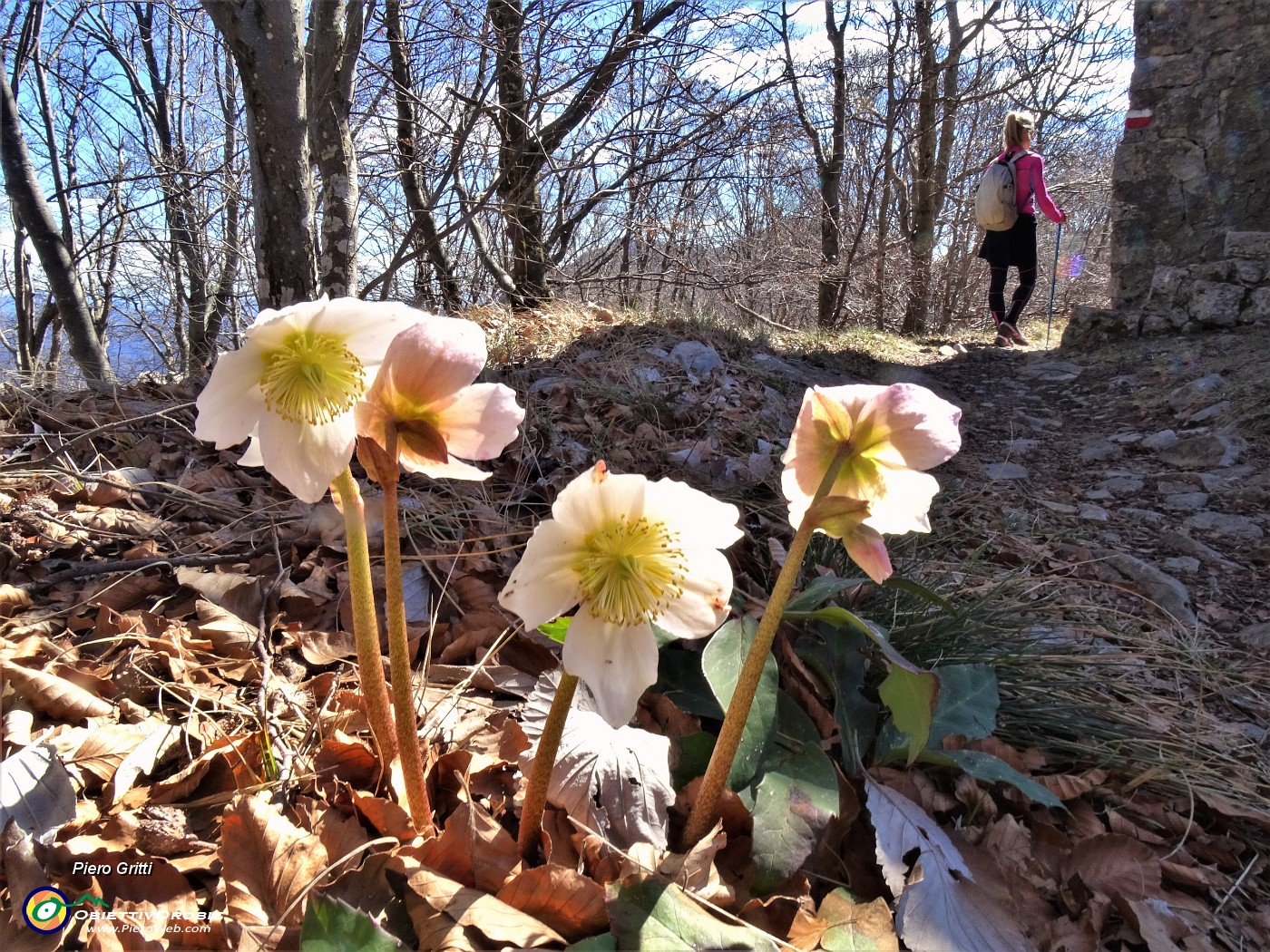 62 Helleborus niger (Ellebori) anche sui sentieri per il Monte Tesoro .JPG -                                